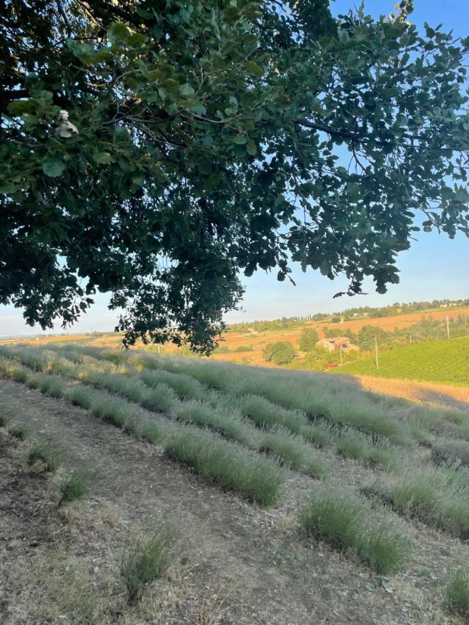 L'Alpenice Bioagriturismo Villa Savignano sul Panaro Kültér fotó