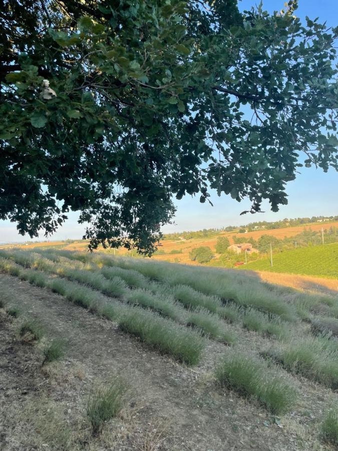 La Ca Dal Non Bioagriturismo - Alpenice Savignano sul Panaro Kültér fotó